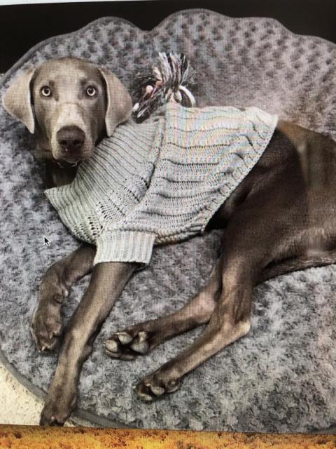 Goose in sweater